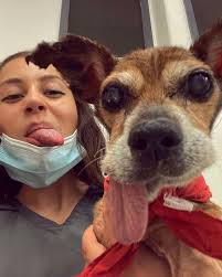 Veterinary Nurse Has Sweetest Way Of Greeting Dogs Waking After Surgery