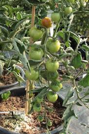 Es gibt ungefähr 300 verschiedene arten der pflanze. Tomaten Dungen Dann Klappt S Auch Mit Der Ernte