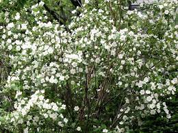 Mock Orange Bush Mock Orange Mock Orange Bush Ornamental Plants