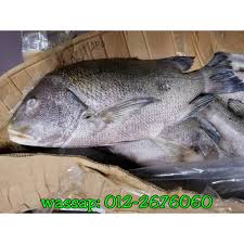 If you ever visit my country, you shouldn't miss it! Ikan Jenahak Kerapu Merah Sotong Lobster Murah Bajet Photos Facebook