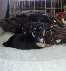 Black And Tan Puggle Cutie Girls Penelope And Delilah Black And Tan Puggles Puggle Dogs Puggle Black And Tan