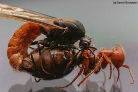 The workers lay down pheromone trails, which attract more workers. Eciton Burchellii Antwiki