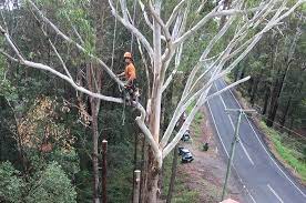 Sunshine tree removal and landscaping. About Branch Creek Tree Services Tree Removal Sunshine Coast