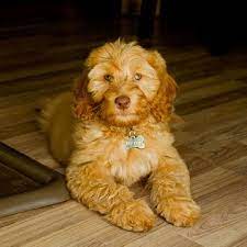 My Boy Rudy Medium Australian Labradoodle At 12 Weeks Old Labradoodle Australian Labradoodle Puppy Love