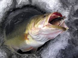 Largemouth bass barely there iphone 6 case. Bass Fishing Wallpaper Backgrounds Wallpaper Cave
