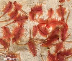 Learn about 10 different fish throughout history, the betta fish or siamese fighting fish was continuously bred for its territorial. Hatching Brine Shrimp Basement Bettas
