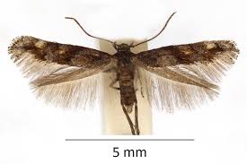 Image result for Mompha miscella