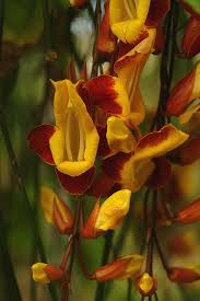 Image result for Thunbergia mysorensis