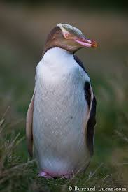 Birds That Cannot Fly Other Penguins Penguin Images In 2020 Penguins Interesting Animals Penguin Species