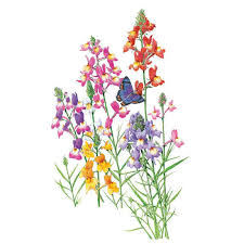 Image result for Linaria