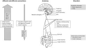 Frontiers Vagus Nerve As Modulator Of The Brain Gut Axis