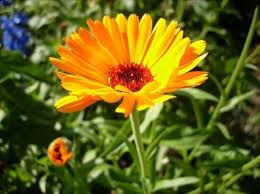 Ringelblumensalben Und Mehr Ringelblume Cottage Garten Blumen