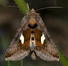 Image result for Autographa bractea
