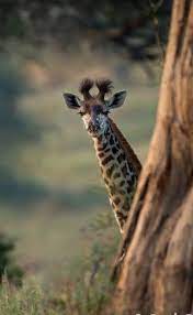 Giraffe By Carole Deschuymere Baby Animals Animals Beautiful Animals Friends