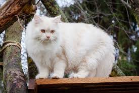 Niemiecki Dlugowlosy Kot Jakiro Von Sinthari Hund Und Katze Katzen Katzenliebe