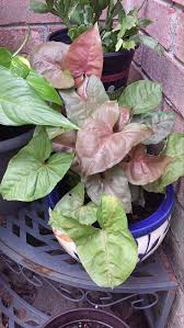 Pink Allusion Syngonium Podophyllum Goosefoot Plant Houseplant Easy Care Philodendron Tropical Arrowhead Vine Nephthytis Climbing Hanging Arrowhead Plant Plant Care Ornamental Plants