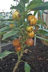 Image result for Solanum macrocarpon