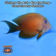 Cirujano Ojo Azul Blue Eye Tang Ctenochaetus Binotatus Venta De Peces Tipos De Peces Peces Marinos