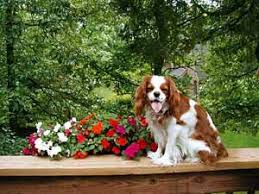 Cavalier Training Tips Cavalier King Charles Spaniel King Charles Spaniel Cavalier King Charles