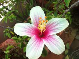 Perfect Contrast Flower Quotes Flowers Plants