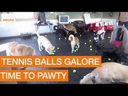 Tennis Balls Drop During Doggie Daycare Slumber Party Storyful Dogs Dog Daycare Dog Daycare Design Puppy Wallpaper