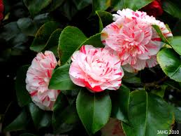 C Is For Camellias Japanese Camellias Rainbow Garden Flower Pots Flowers