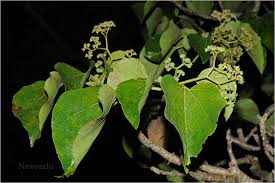 Image result for Gyrocarpus