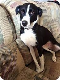 Black And White Border Collie Beagle Mix Selden Ny Whippet Border Collie Mix Meet Penny A Dog For Adoption Whippet Collie Mix Hybrid Dogs