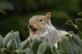 We did not find results for: How To Prevent And Get Rid Of Squirrels In Your Garden