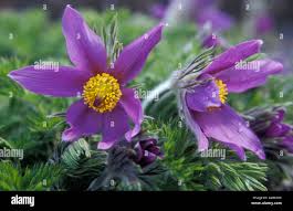 Image result for Craibia zimmermannii