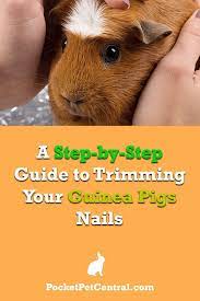 Pin On Guinea Pig