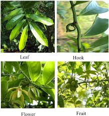 Image result for Artabotrys monteiroae