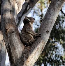 Sniffffff The Fresh Air Animal Magic Koalas Animals