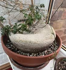 Image result for Kedrostis africana