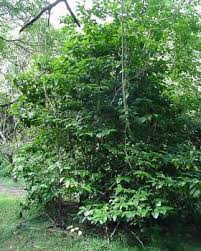 Image result for Oxyanthus speciosus