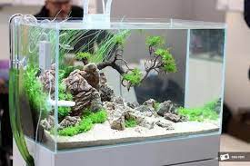 Pin On Aquarium