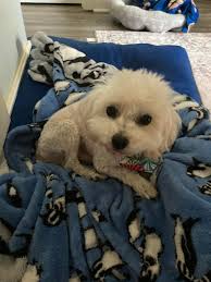 Choco the Macho Chihuahua