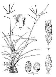 Image result for Eleusine kigeziensis