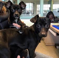 New pets are posted to adopt a pet's site daily. Shelton Ct Chihuahua Meet Chiweenies A Pet For Adoption