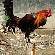 We did not find results for: 190 Mamasa Farm Home Facebook