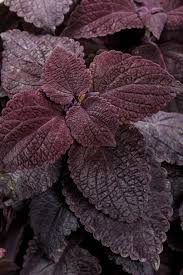 Image result for Coleus foliatus