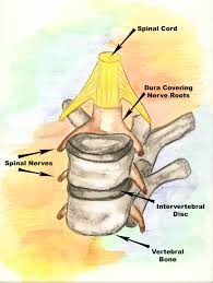 spinal anatomy spinal regions bones and discs