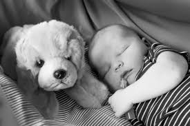 Fundraiser by Bronwyn Sinclair-White : Hudson's Grove of Trees