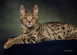 The stud is from a company called d.w.a.r.f he is bigger than tinkerbell and has a lovely. Savannah Cat Size Diet Temperament Price Savannah Cat Savannah Chat Savannah Kitten