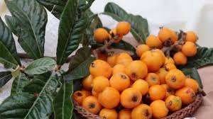 Resultado de imagen de Nispero Japones (Eriobotrya japonica)