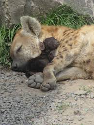 Pin By Linda Mooney On Nature Cute Baby Animals Cute Animals Animals Friends