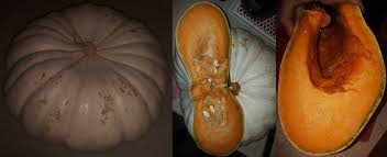 Image result for Cucumis kalahariensis