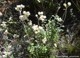Image result for Helichrysum panduratum