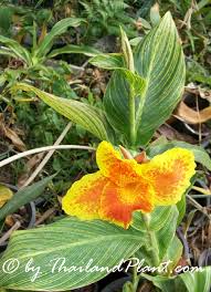 We did not find results for: 1 Rhizome Of Canna Pretoria Variegated Hybrid Two Tone Tiger Canna Plant