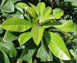 Image result for Barringtonia